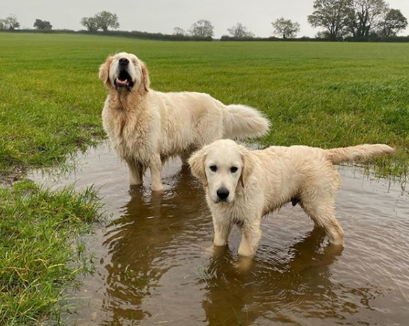 Golden Retriever Puppy Becomes Guide For Blind Dog